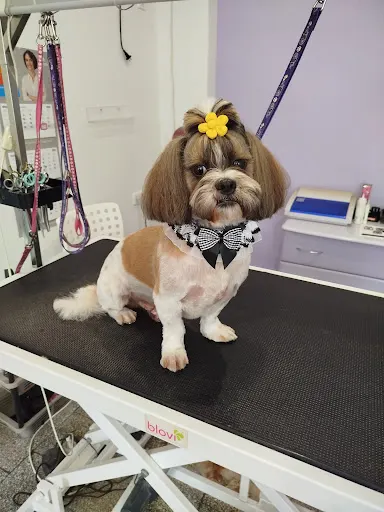 Lulu Salon Psiej Urody